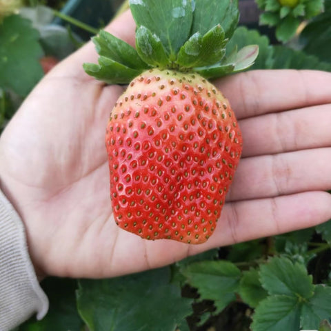 VISTATU strawberry seeds in soil showing germination potential for lush yields.