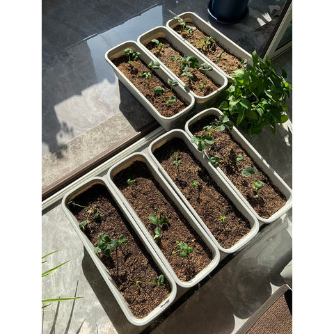 Strawberry plants basking in sunlit garden bed for optimal yields