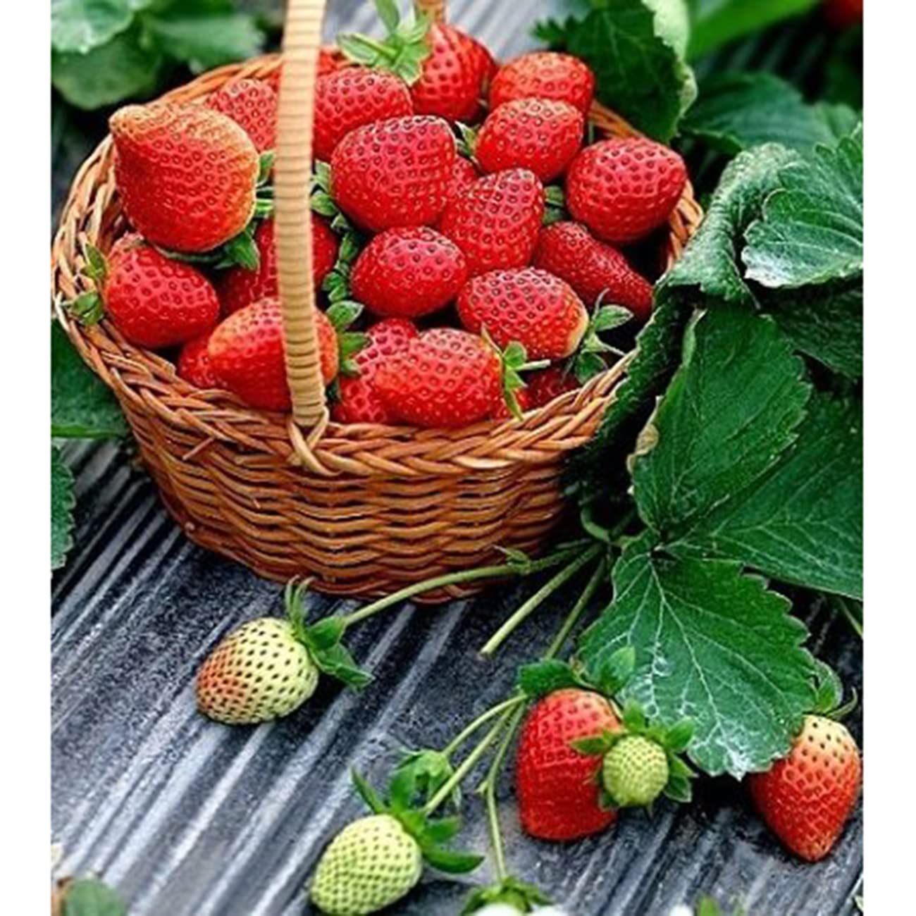 Transplanting strawberry seedlings into rich soil for strong growth