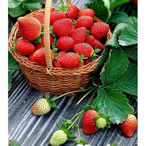 Transplanting strawberry seedlings into rich soil for strong growth