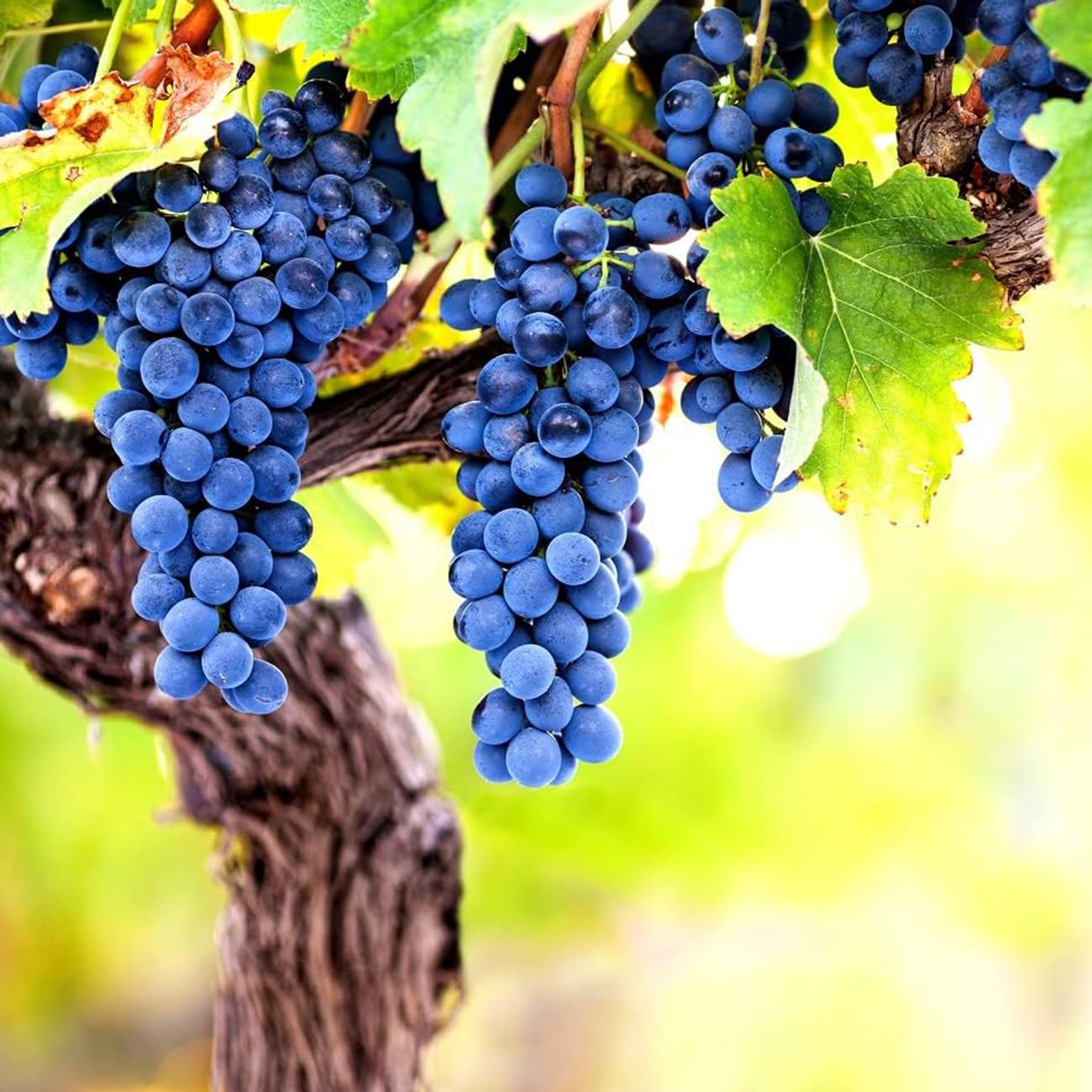 VISTATU sunlit grape vines growing in a garden bed.