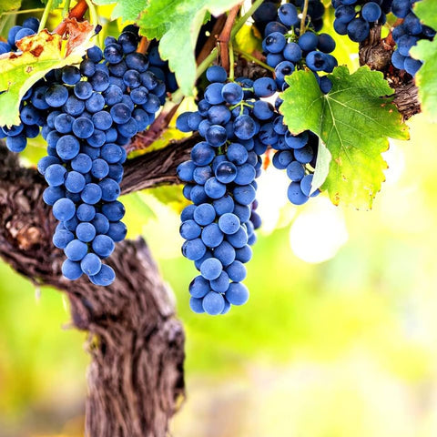 VISTATU sunlit grape vines growing in a garden bed.
