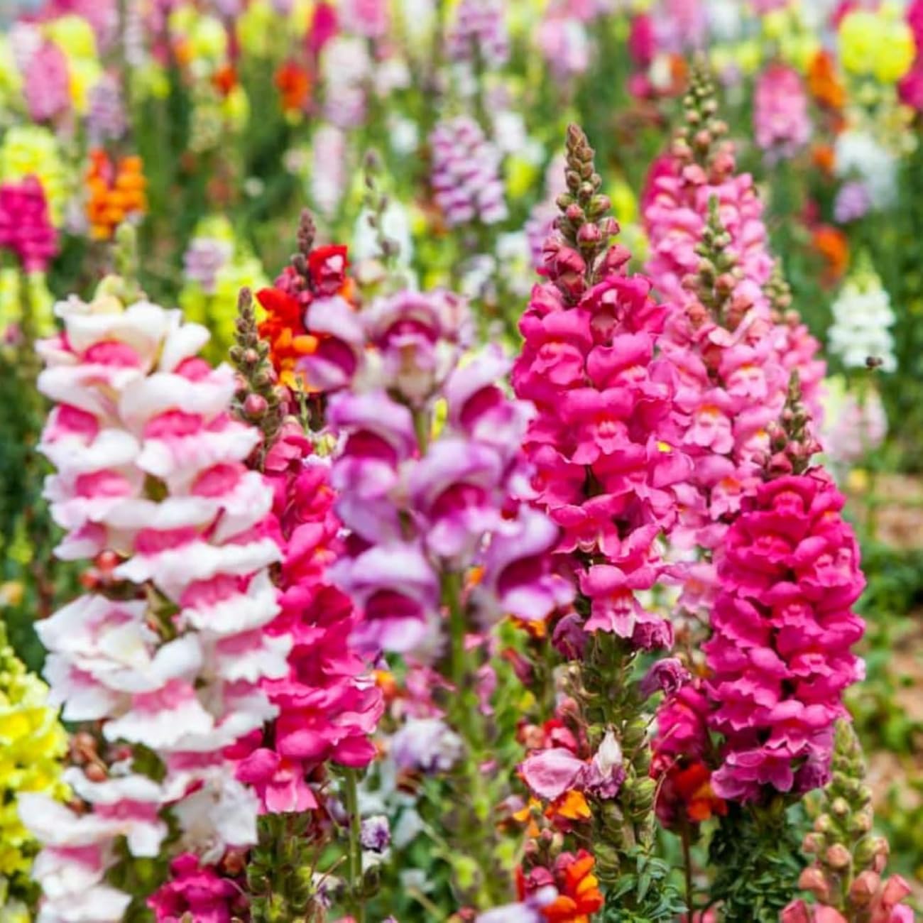 VISTATU Sunny border filled with Snowflake Snapdragon blossoms