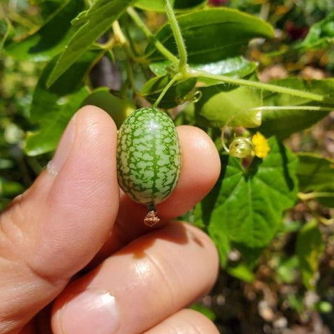 VISTATU sweet flavor profile; bite-sized fruit ideal for snacks.