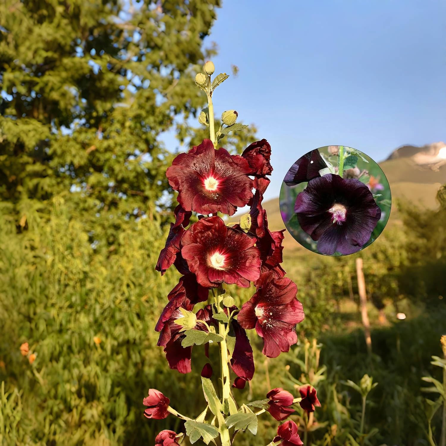 Seed packaging by VISTATU is tear- and moisture-resistant.