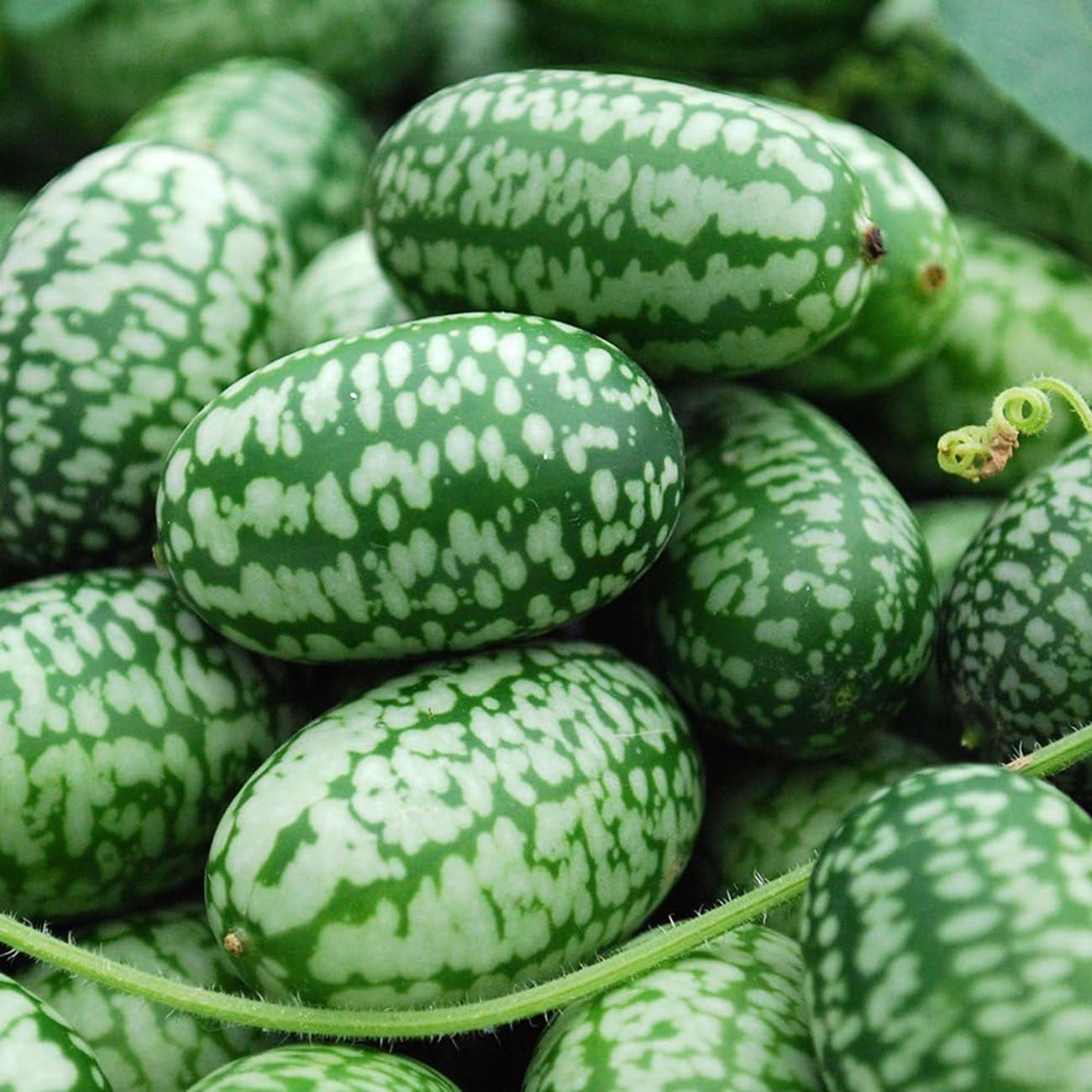 VISTATU Thumb Watermelon seed pack front; beginner-friendly seeds for balcony gardens.