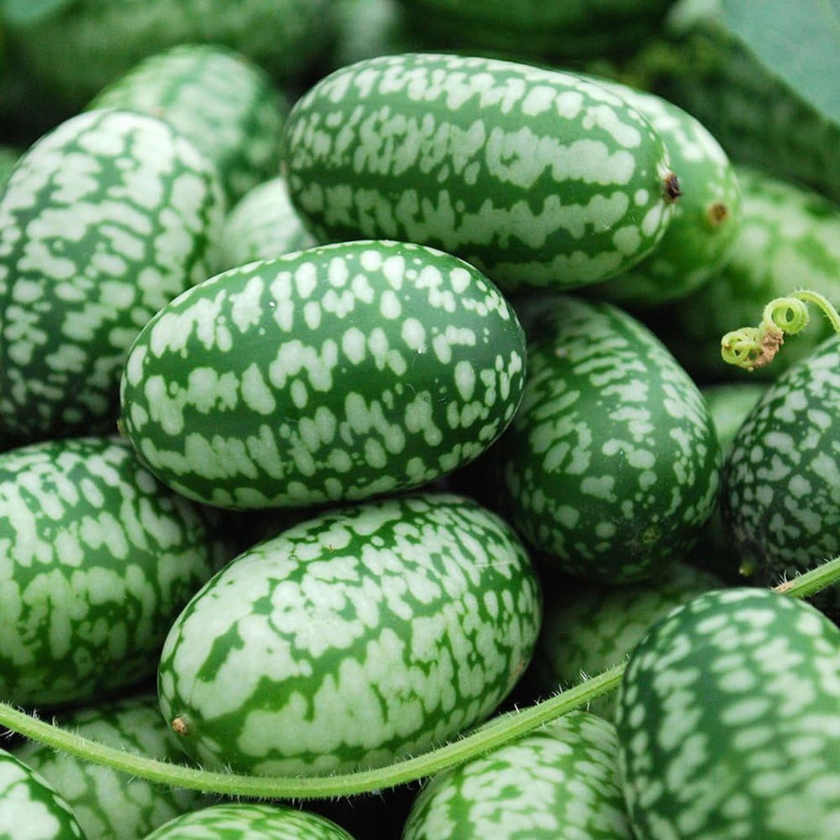 VISTATU Thumb Watermelon seed pack front; beginner-friendly seeds for balcony gardens.