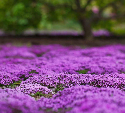 VISTATU thyme-bloom-ready plants show long-lasting color and gentle aroma