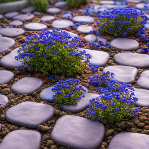 VISTATU mature perennial thyme forming a blue-green garden border.