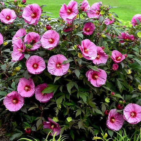 VISTATU tropical foliage hibiscus seeds bring lush leaves and striking color to patios.