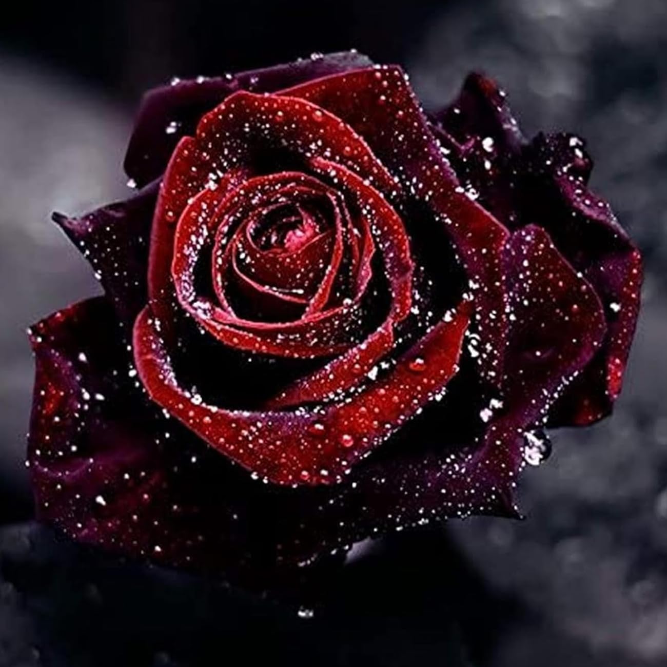 VISTATU true blood rose seeds closeup showing premium seed quality for home growing.