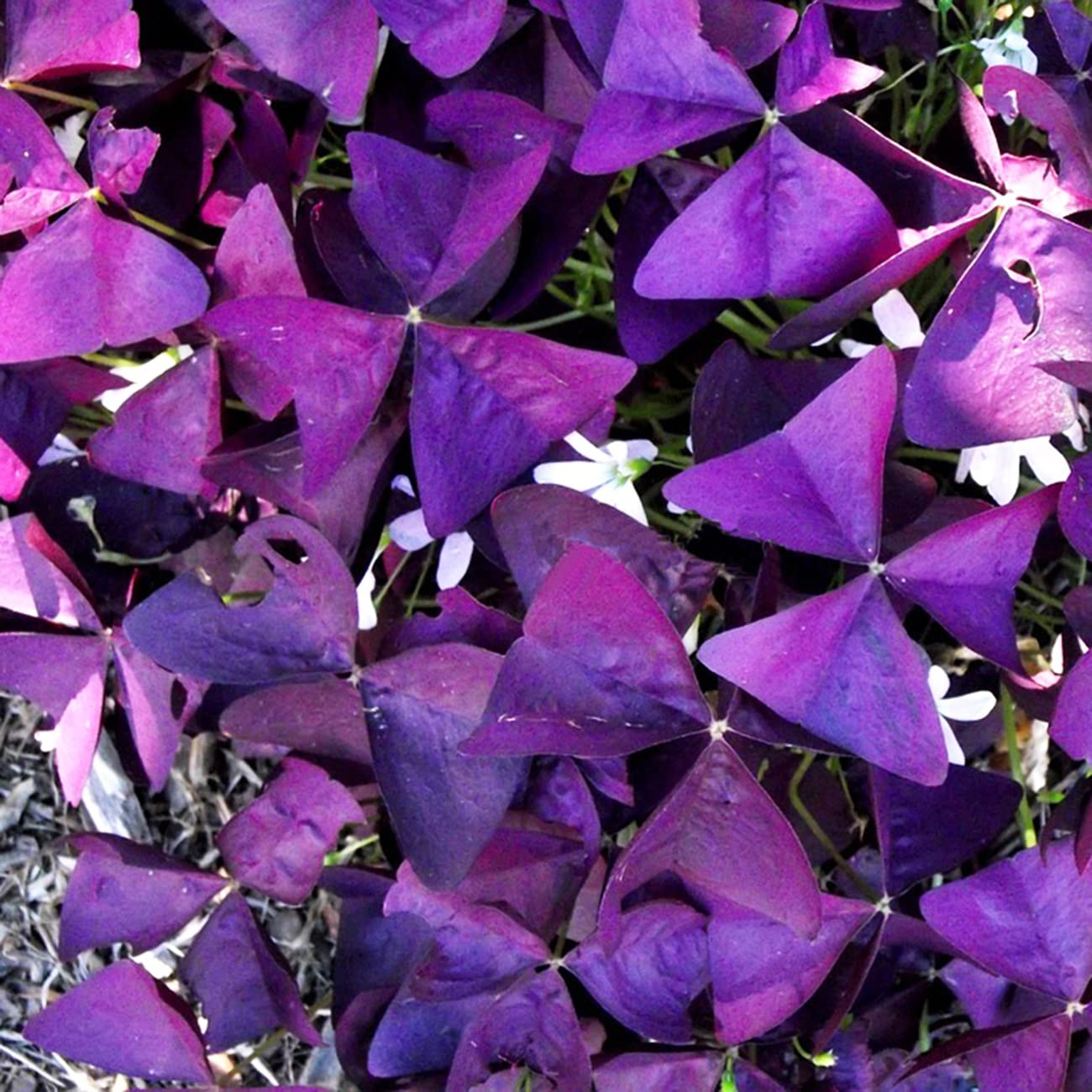 VISTATU twelve-plus bulbs pack supports abundant flowering.