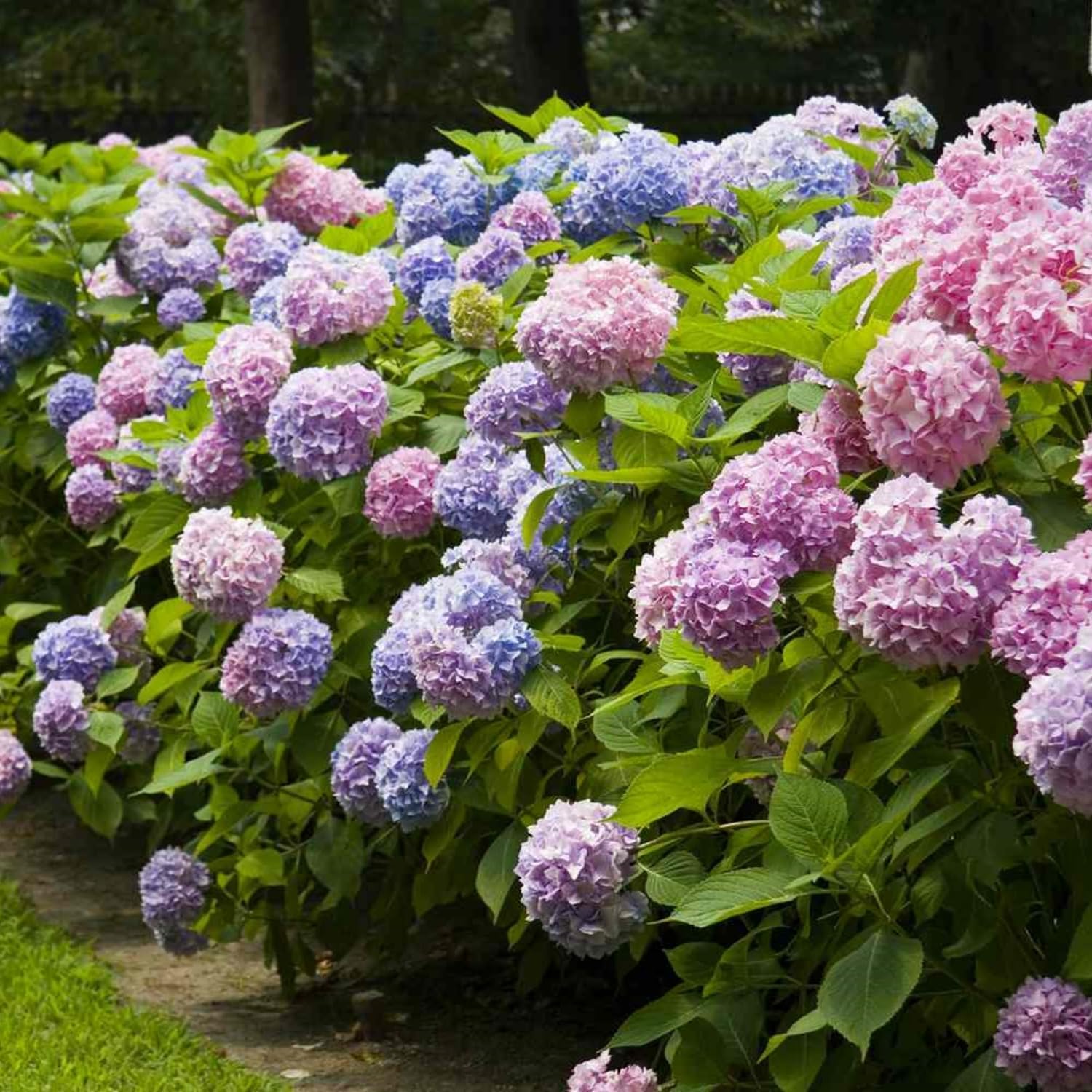 VISTATU USA-made hydrangea seeds for home gardens and gifts.