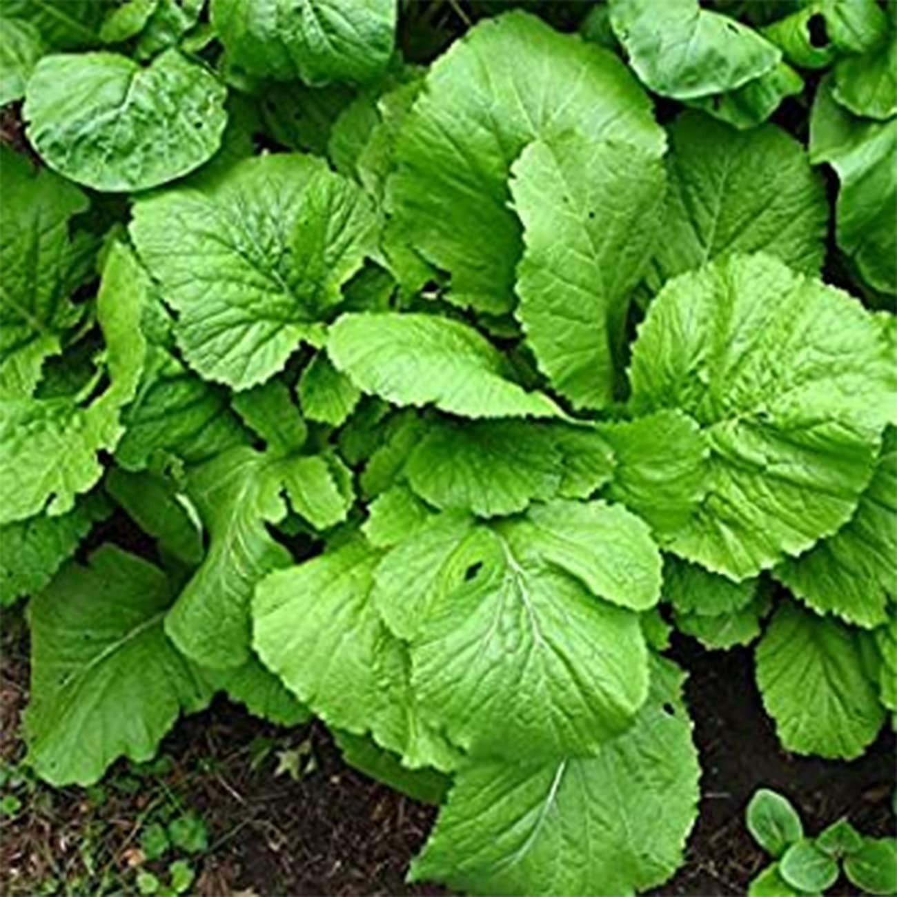 VISTATU USA-made seed pack ideal for gifting gardeners