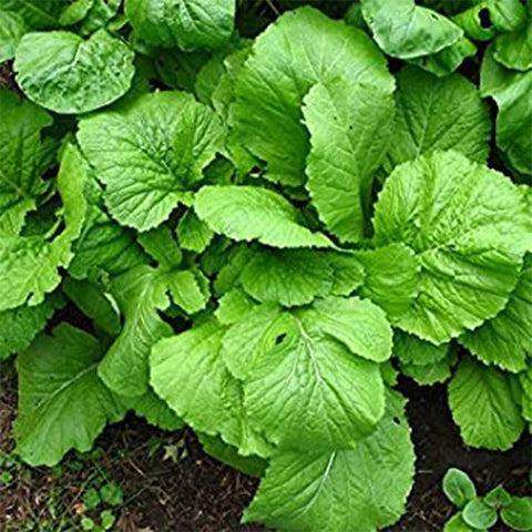 VISTATU USA-made seed pack ideal for gifting gardeners