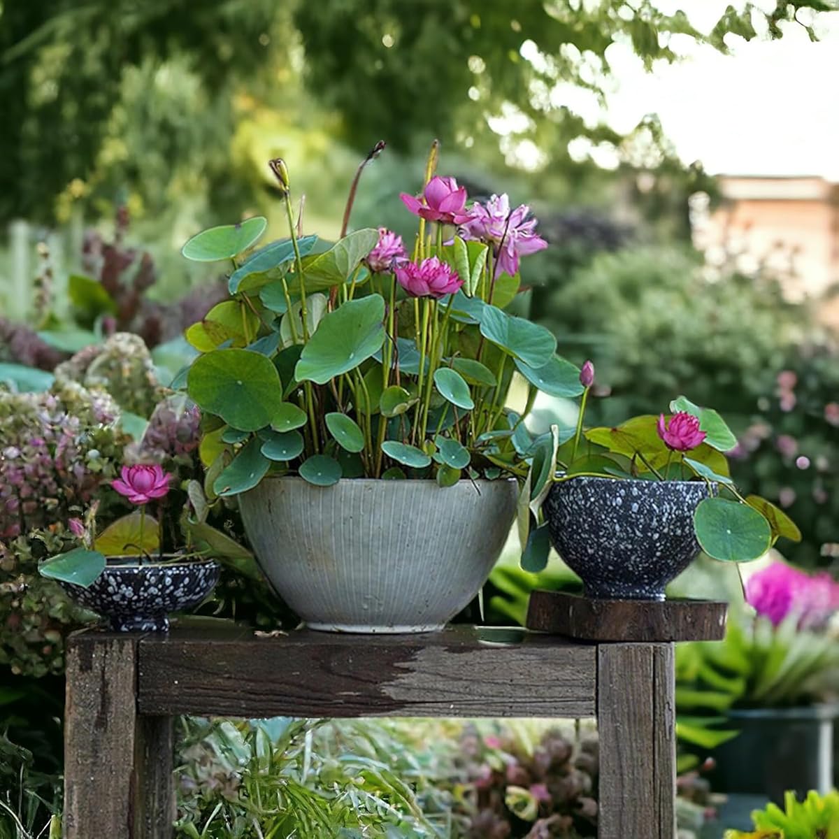 VISTATU water-lily-seeds-closeup shows vibrant petals for a pond.