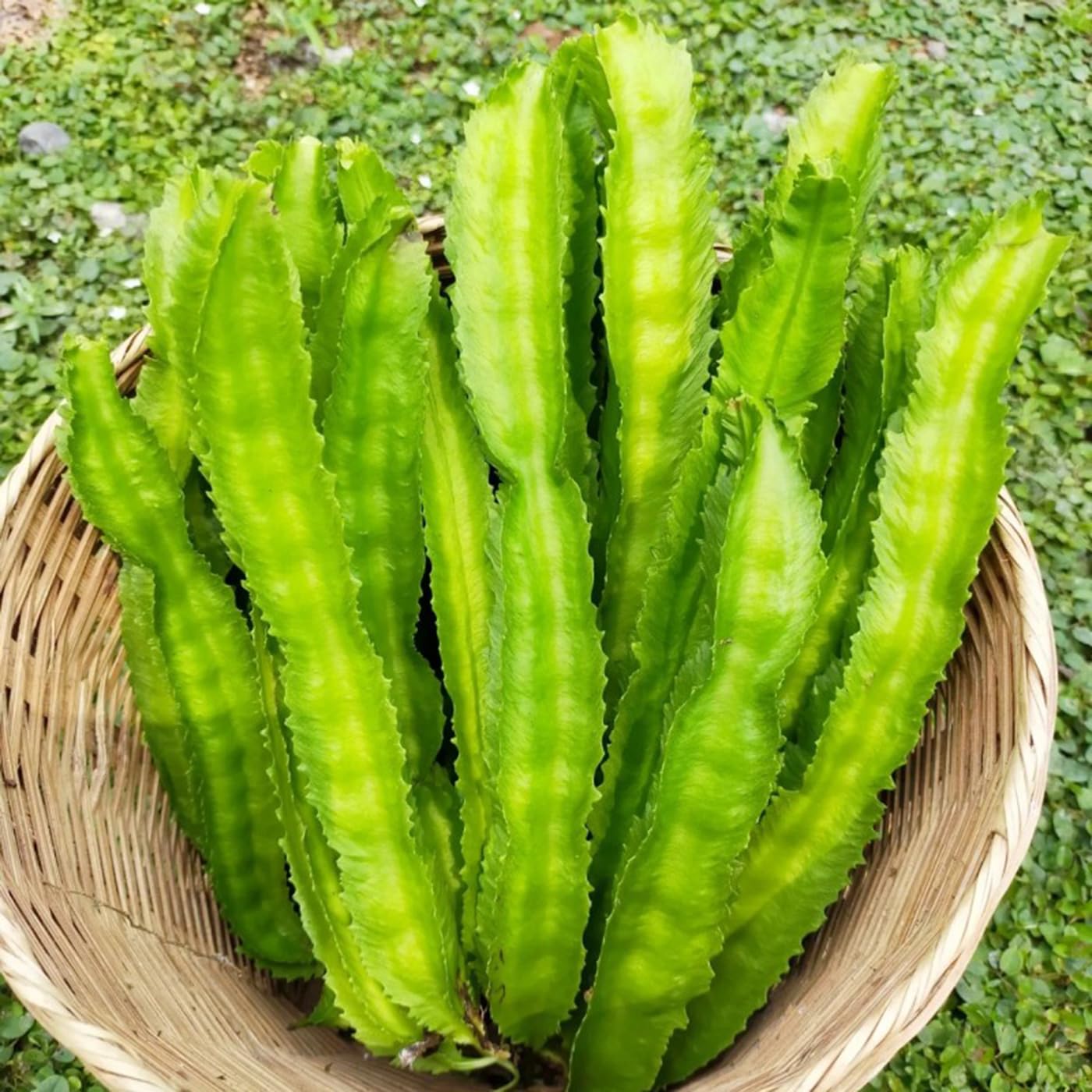 VISTATU Winged Bean Seeds packaging for easy starting in home gardens.
