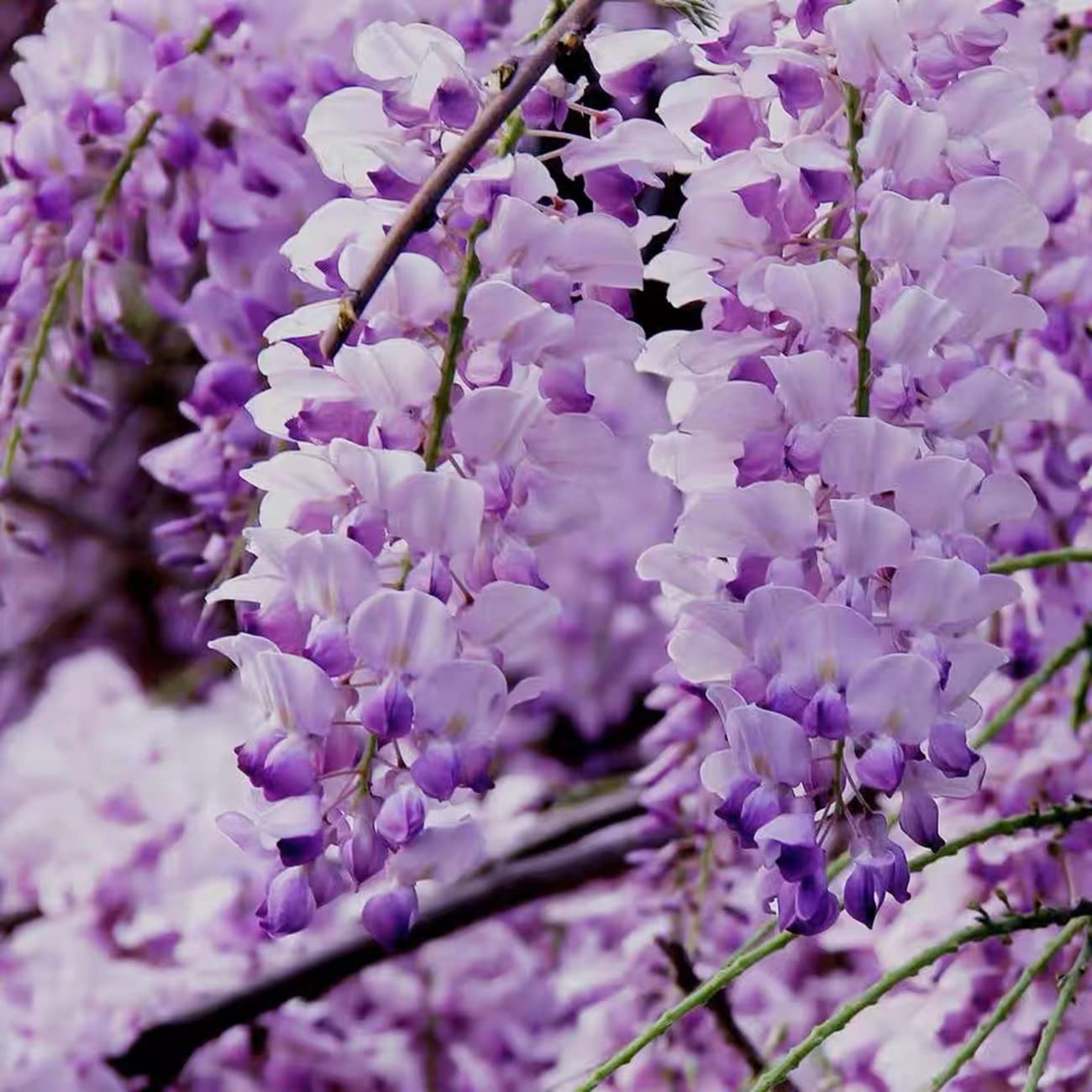 VISTATU WISTERIA flowering-climber-on-trellis photo of purple blooms forming.