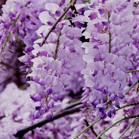 VISTATU WISTERIA flowering-climber-on-trellis photo of purple blooms forming.