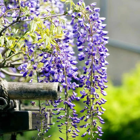 VISTATU WISTERIA garden-display-purple-vine shot for vertical color outdoors.