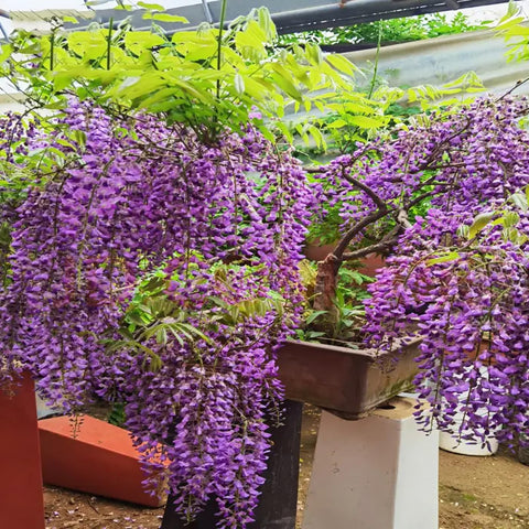 VISTATU WISTERIA lighting-setup-15h photo for strong germination under lights.