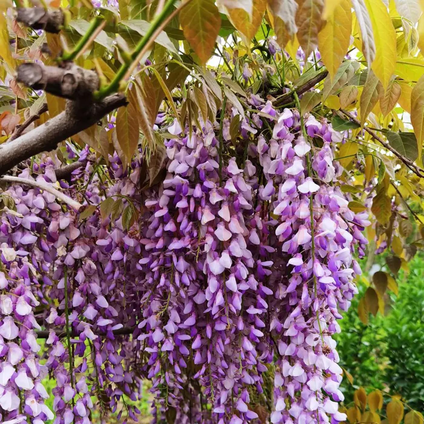 VISTATU WISTERIA potting-soil-selection close-up for optimal germination.