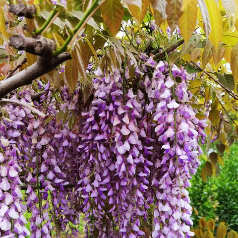 VISTATU WISTERIA potting-soil-selection close-up for optimal germination.
