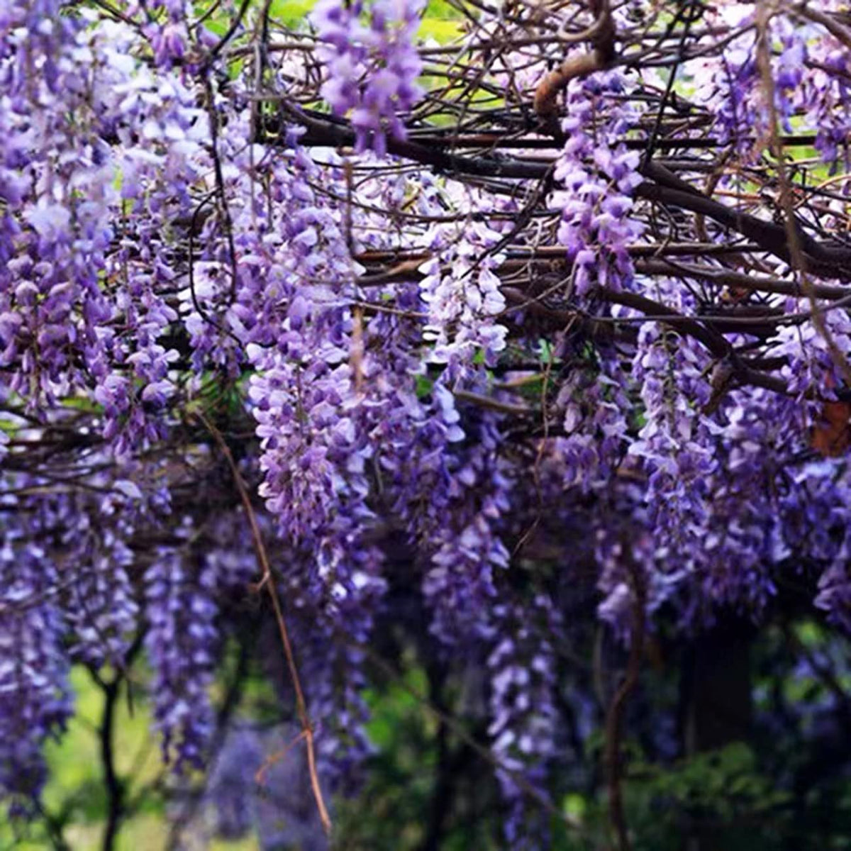 VISTATU Wisteria seeds seed-pack-shot showing ready-to-plant colorful climber.