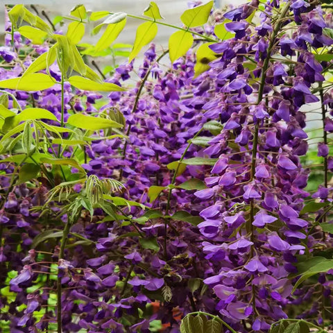 VISTATU WISTERIA seedling-care-tips image highlighting moisture and feeding.