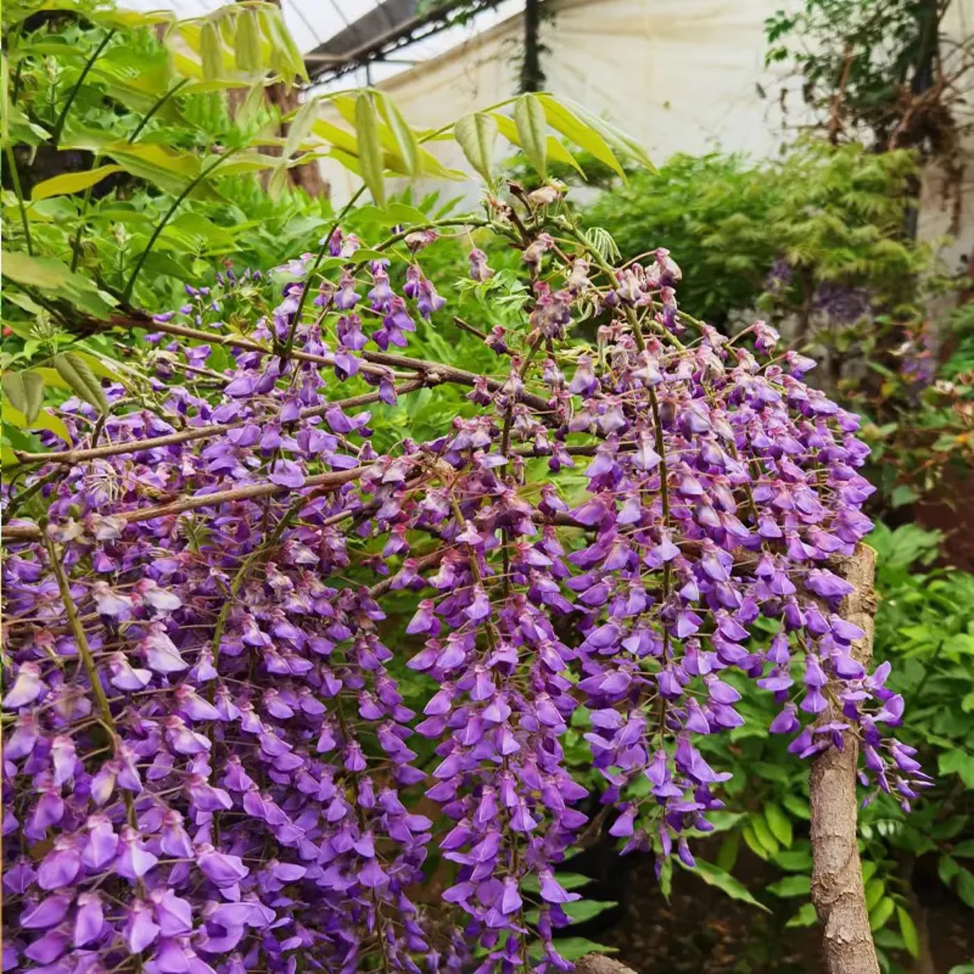 VISTATU WISTERIA trellis-growth-outdoor image showing climber training.