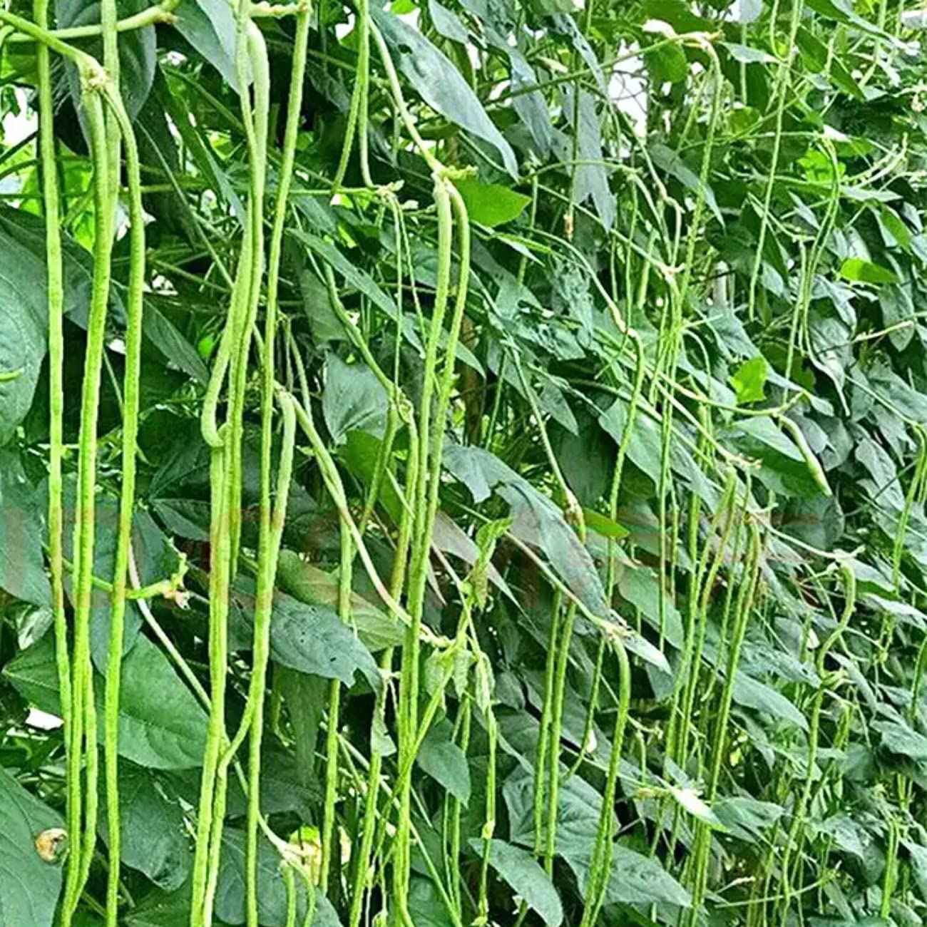 VISTATU yard-long bean pods harvest—pencil-thin, crisp and ready.