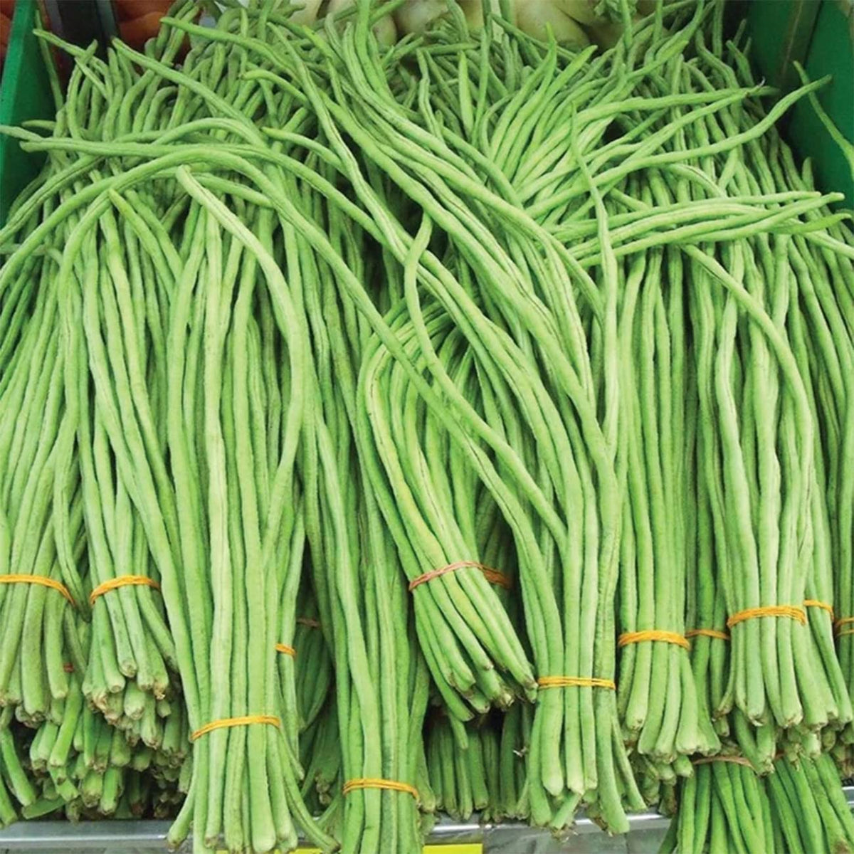 VISTATU yard-long bean seeds planting for a sunny garden start.