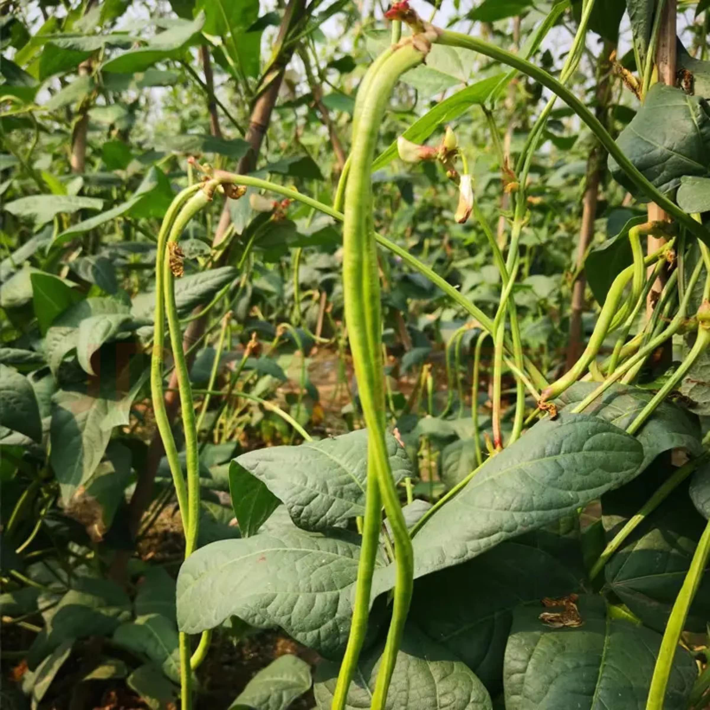 VISTATU yard-long bean stir-fry ready green pods for meals.