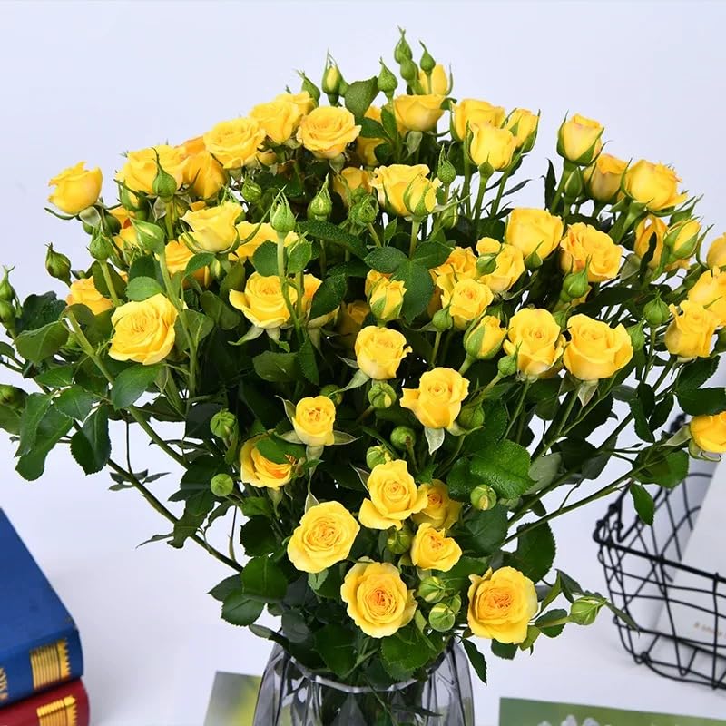 VISTATU Yellow Rose Seeds close-up showing tiny seeds for easy cultivation.
