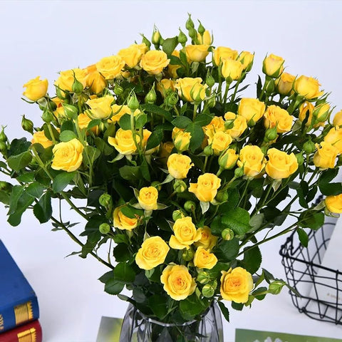 VISTATU Yellow Rose Seeds close-up showing tiny seeds for easy cultivation.