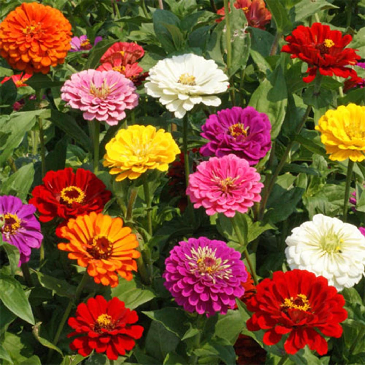 VISTATU keep soil moist tip for healthy zinnia growth