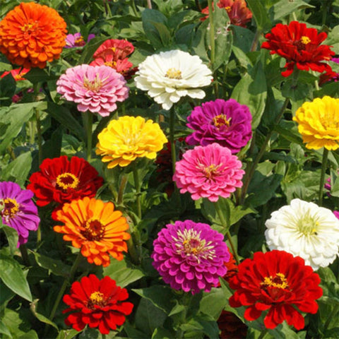 VISTATU keep soil moist tip for healthy zinnia growth