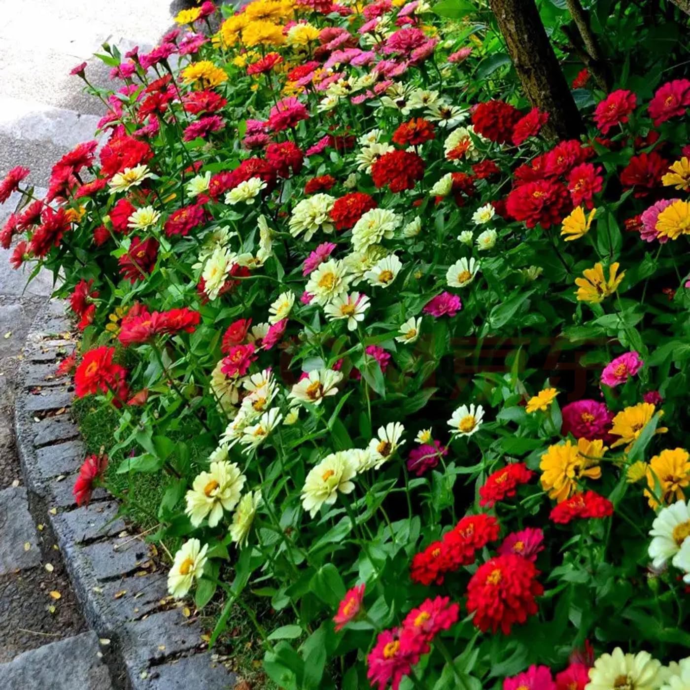 VISTATU mixed color zinnias bloom in a sunny bed