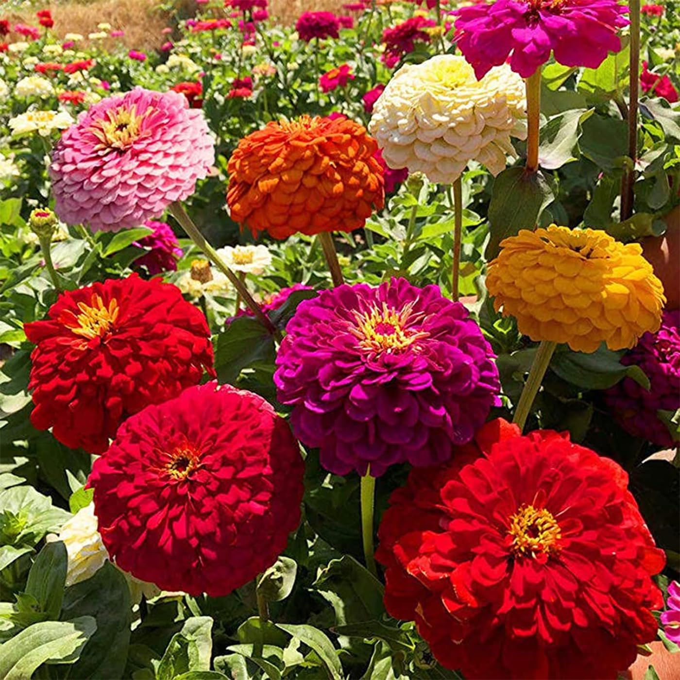 VISTATU Zinnia elegans flowers in mixed colors for borders