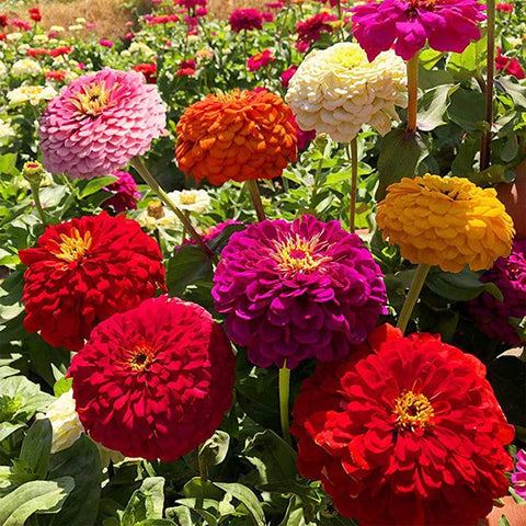 VISTATU Zinnia elegans flowers in mixed colors for borders