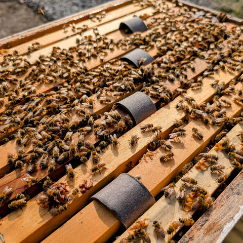 Close-up of ready-to-use Varroxsan strip for simple application.