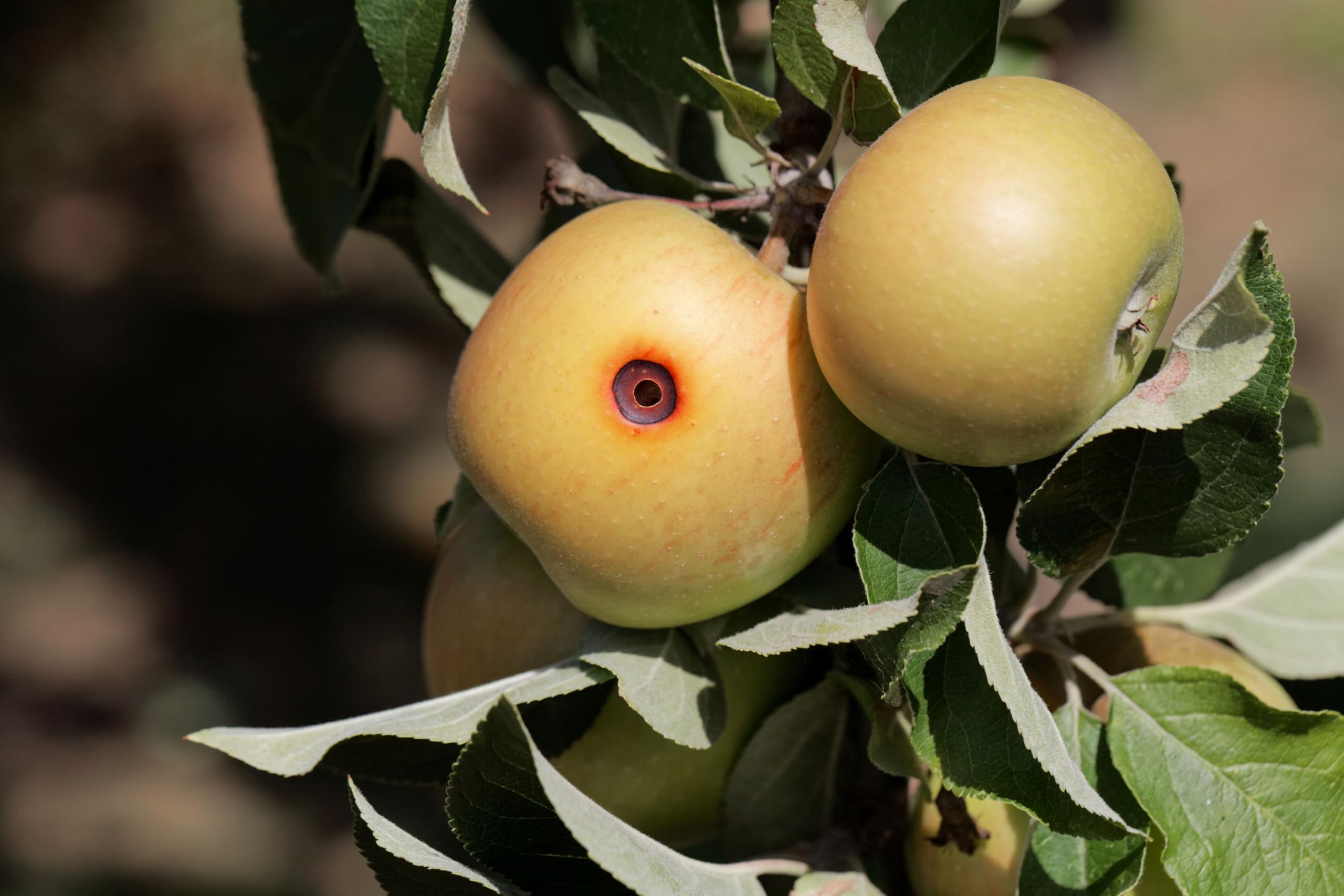 VivaGrow packaging emphasizes eco-friendly two-pack for home orchards