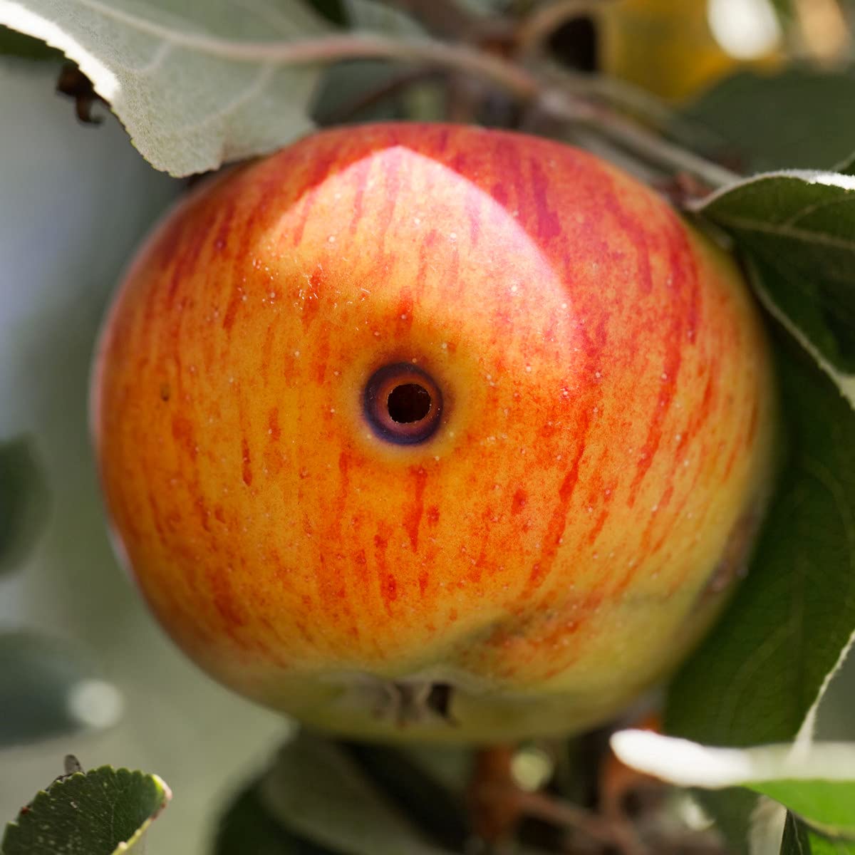 VivaGrow trap placement near fruit trees for proactive protection
