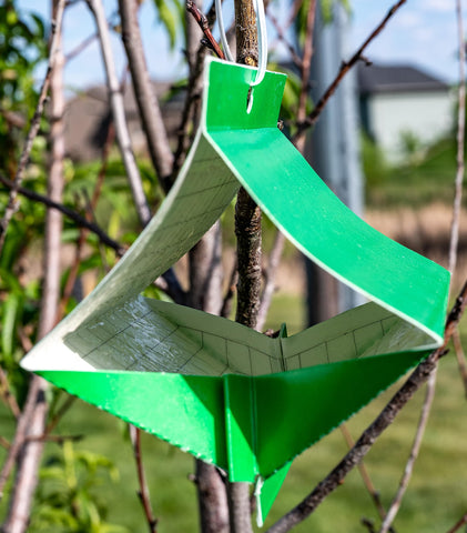 VivaGrow VivaTrap VT105 attracts borers without attracting beneficial insects.