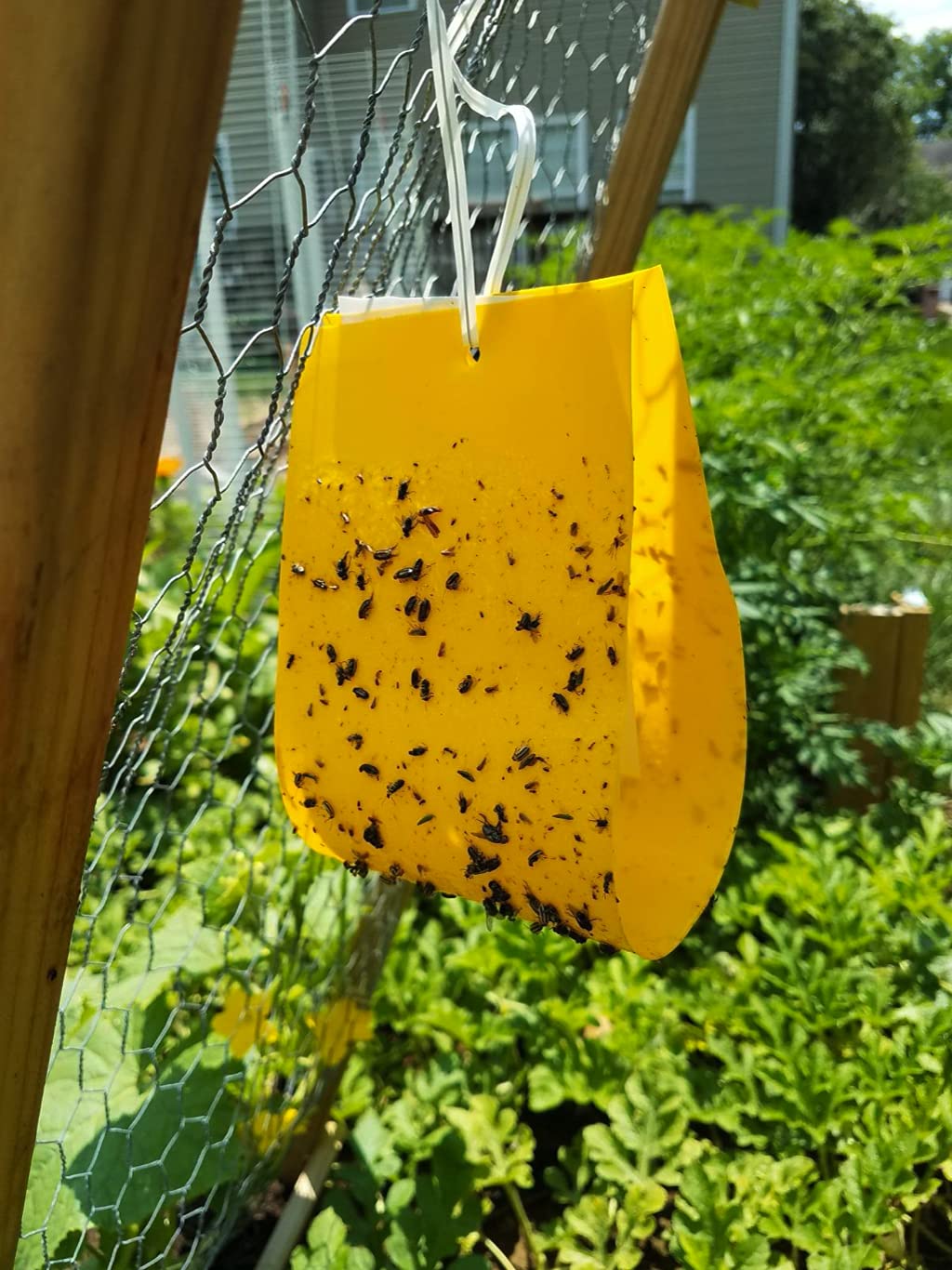 VivaGrow CCOF-approved label signals organic-friendly pest management.