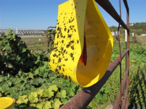 VivaGrow two-trap kit simplifies garden deployment.