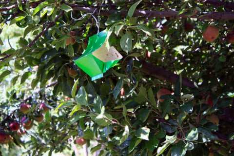 VivaGrow VivaTrap VT-106 attractant targets codling moths during peak season.