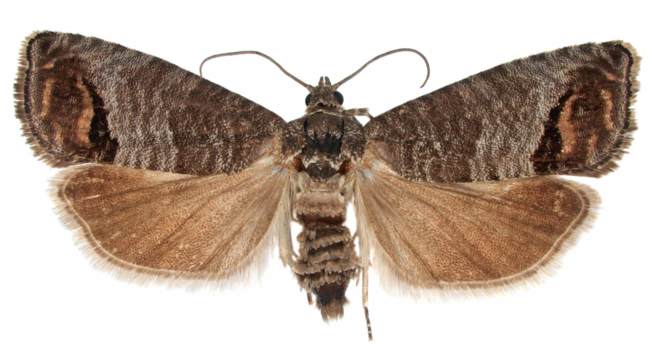 VivaGrow VivaTrap VT-106 disposable glue traps catch moths safely without spraying.