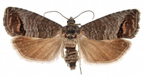 VivaGrow VivaTrap VT-106 disposable glue traps catch moths safely without spraying.