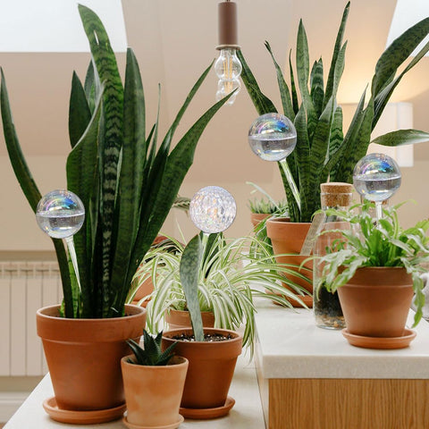 Viviaire iridescent large glass watering globes gift-ready packaging for plant lovers.